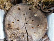 Zahrádka ve školce